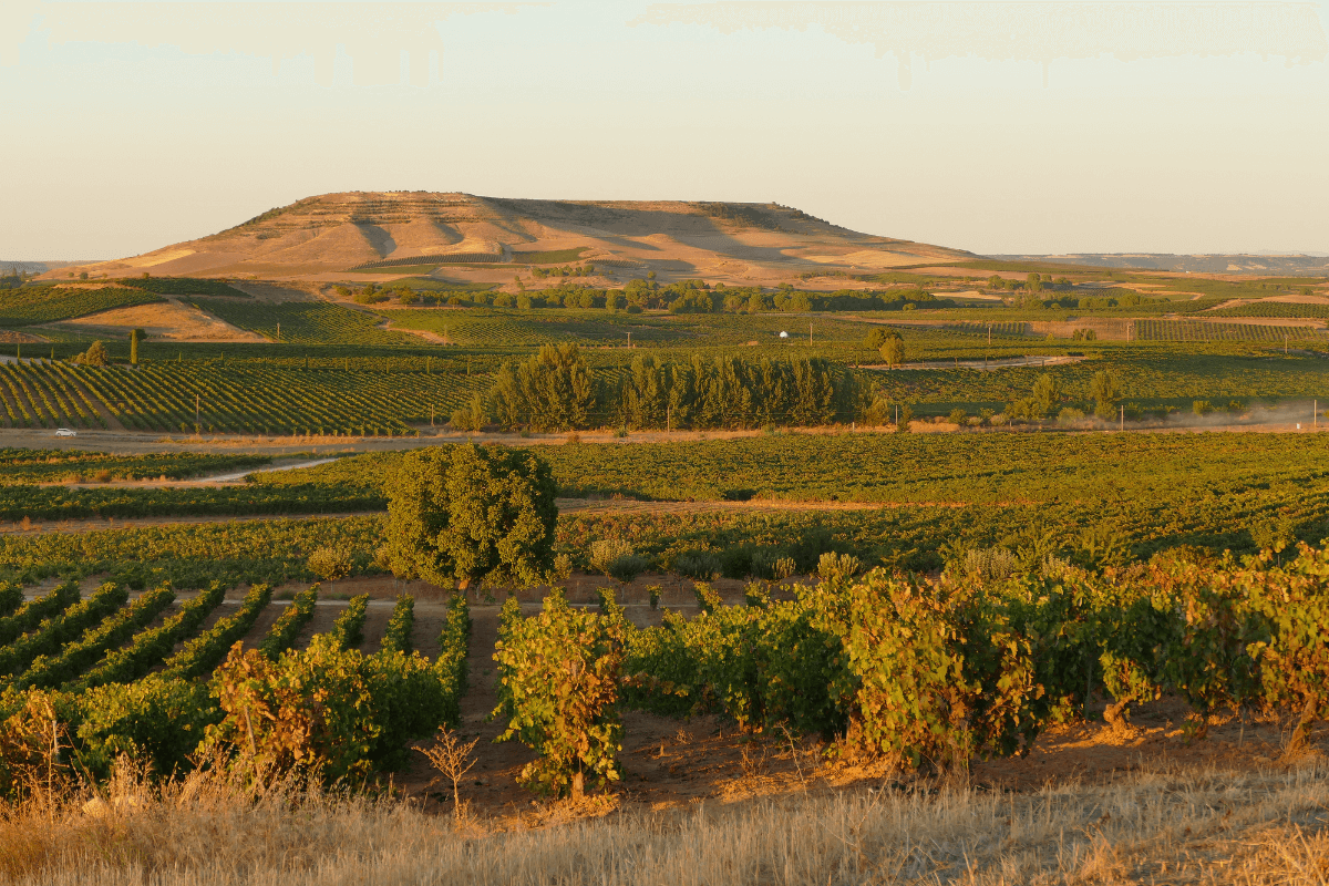 Ribera del Duero - a Land of Extremes