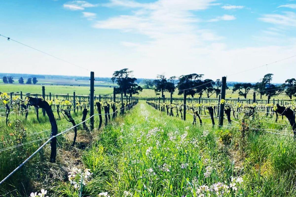 Natural Winemakers in Victoria: From Gold Rush Origins to the New Wine Vanguard