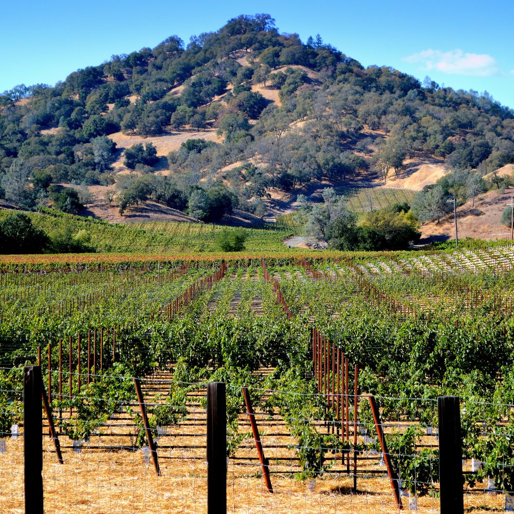 Zinfandel: A Grape’s Great Adventure – from Croatia to California