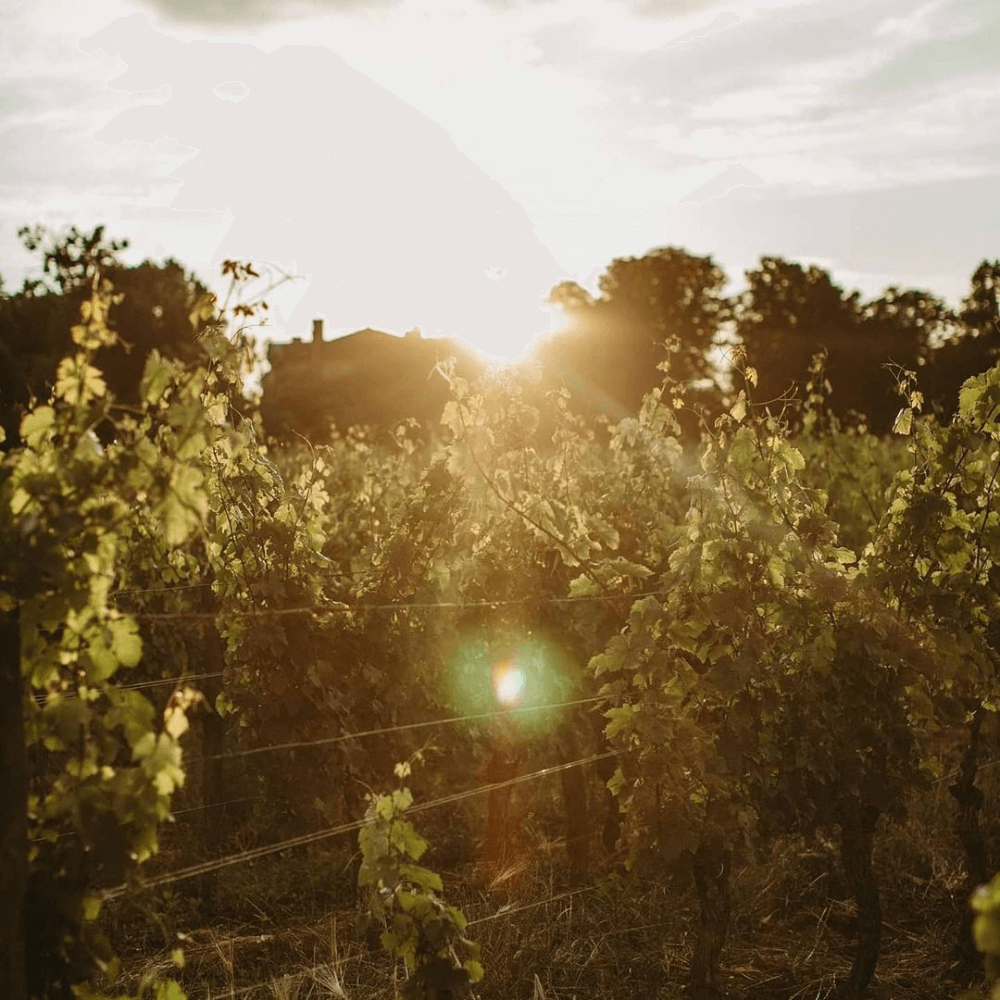 The Wines of Bordeaux