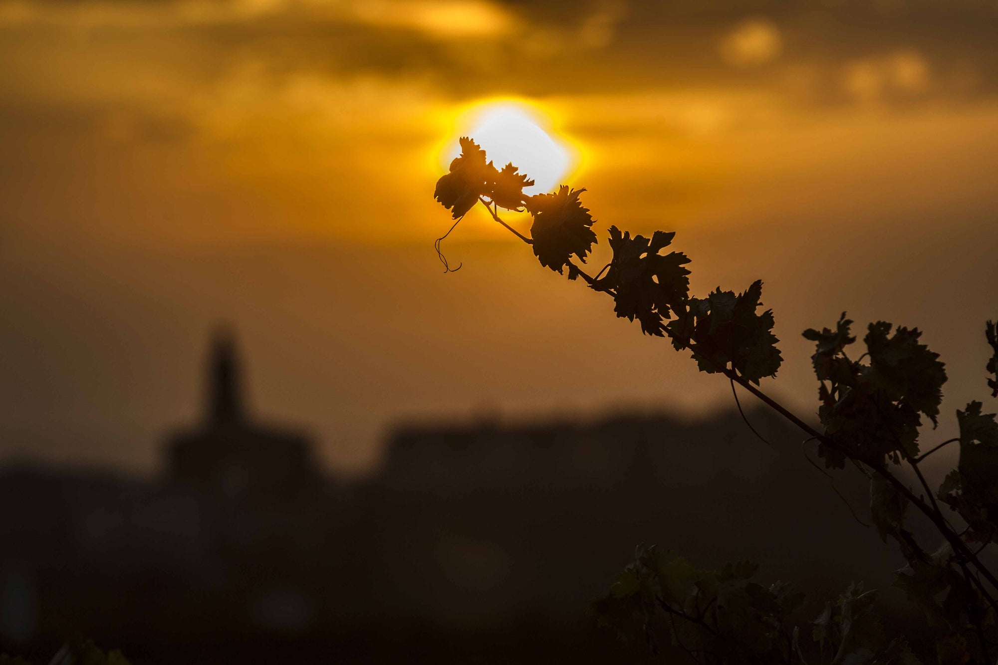 Grape vine Rioja Sunshine