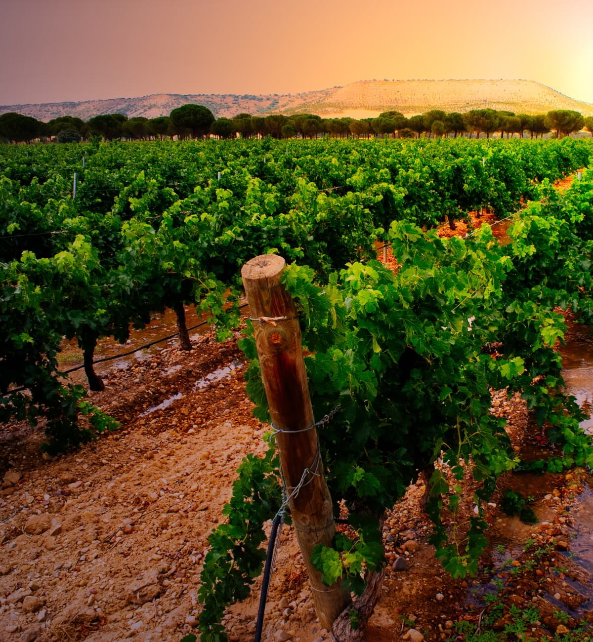 New arrivals from lesser-known Spanish wine regions