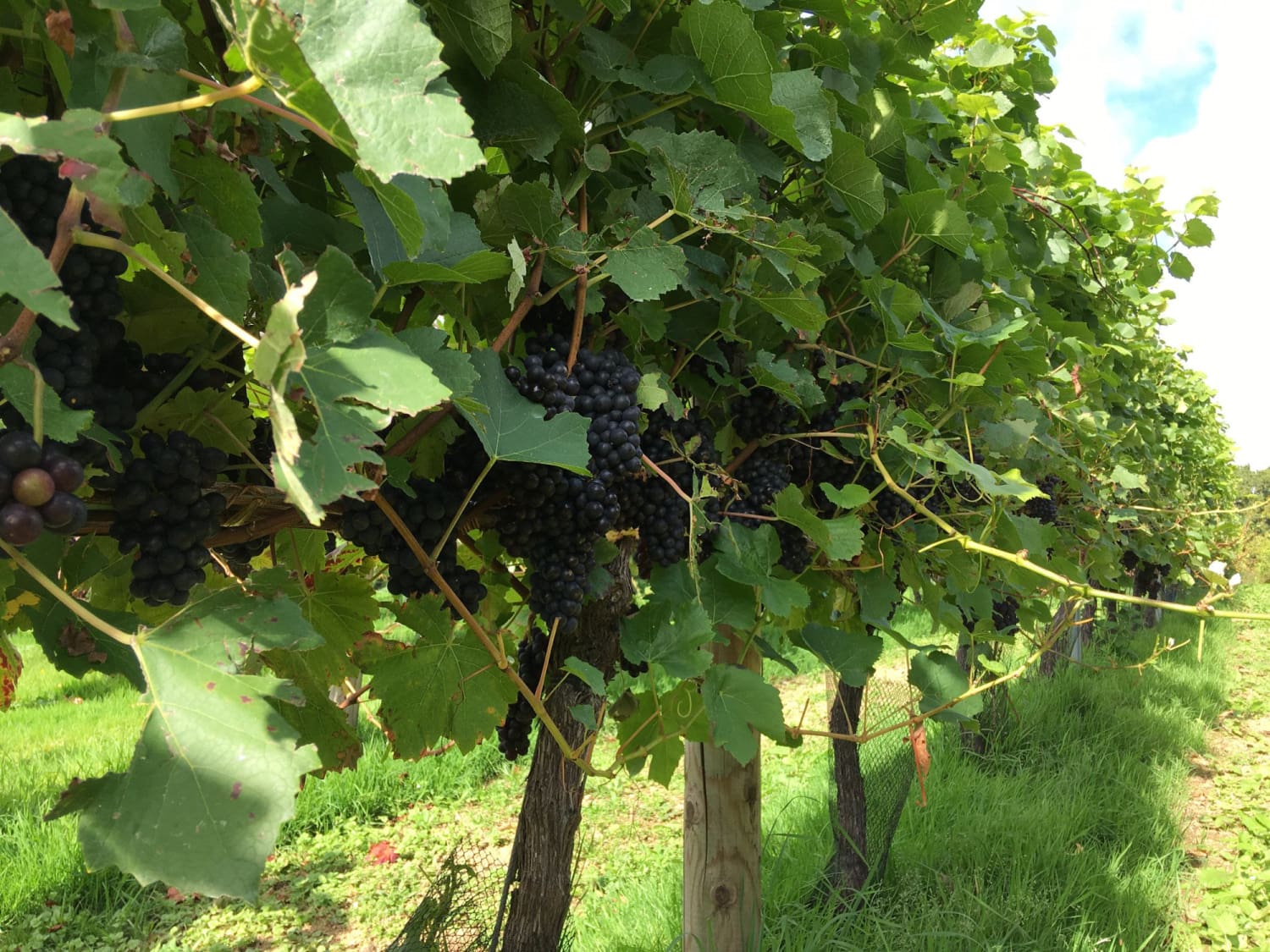 Furleigh Estate – Sweet Dreams are Made of This