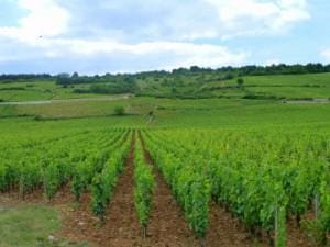 Pinot Noir – Perfect for Autumn