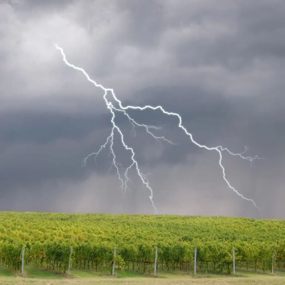 Australian Wine - The thunder from Down Under - Teddington Wednesday 1st May