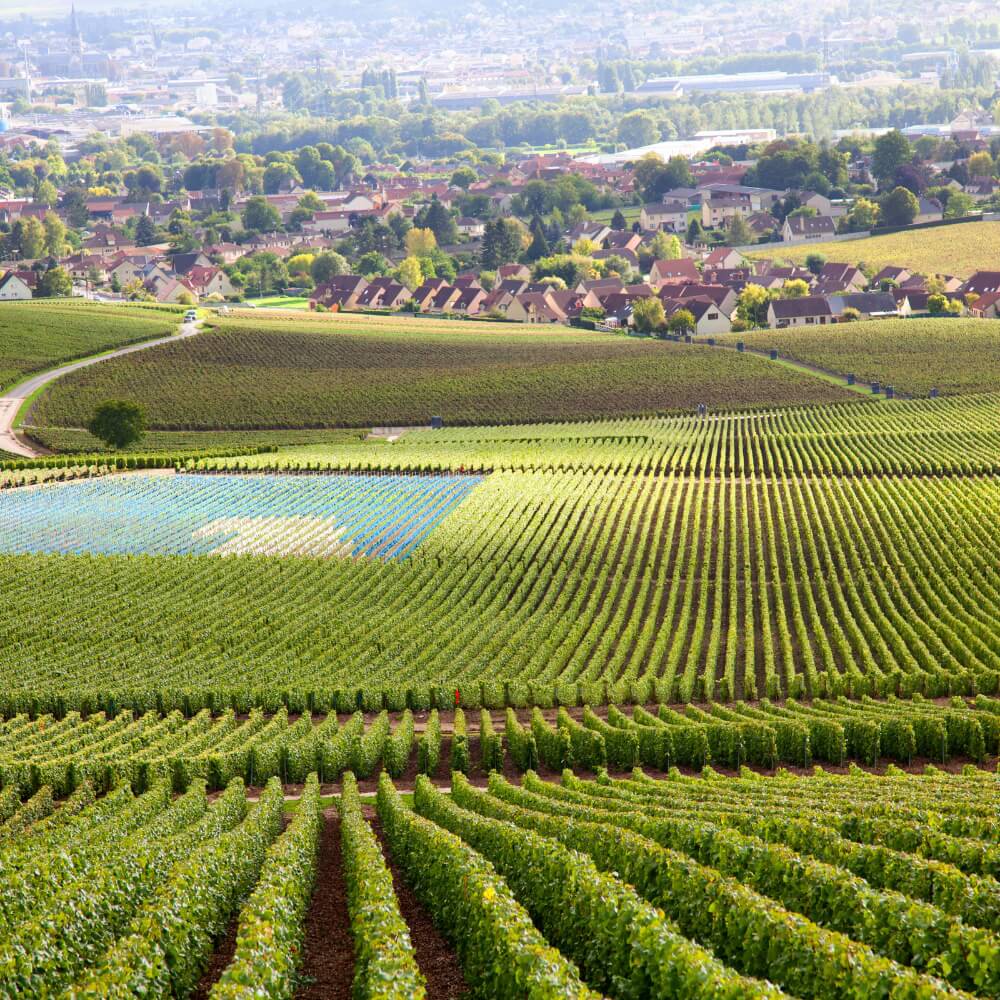 Burgundy & The Hill of Corton – Richmond