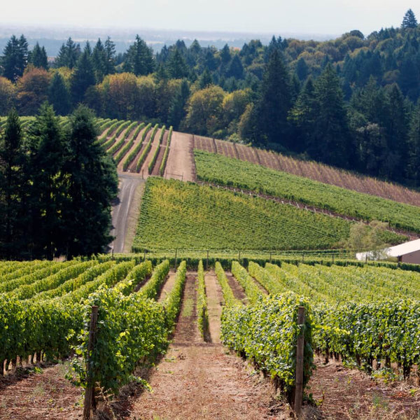 Discover Oregon Wine Tasting Kew The Good Wine Shop
