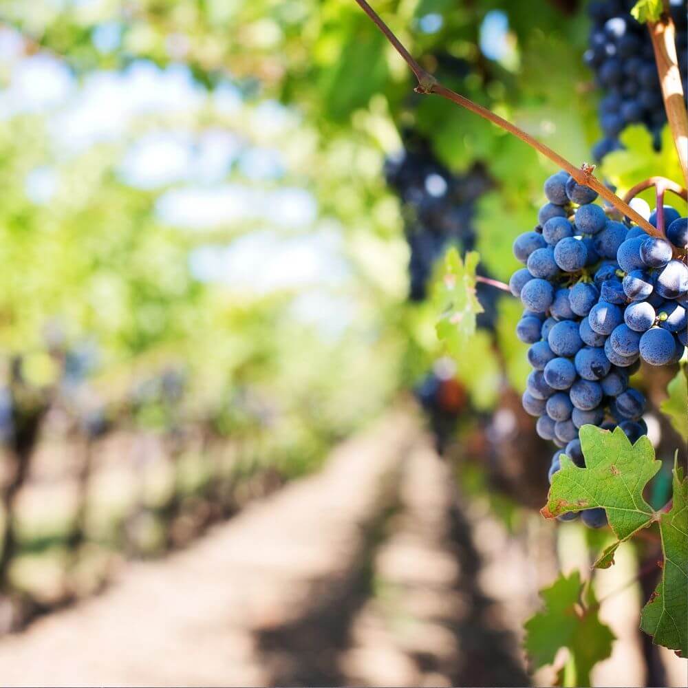 Burgundy's Cote D'Or - From Gevrey to Meursault - Kew Thursday 9th October 2025
