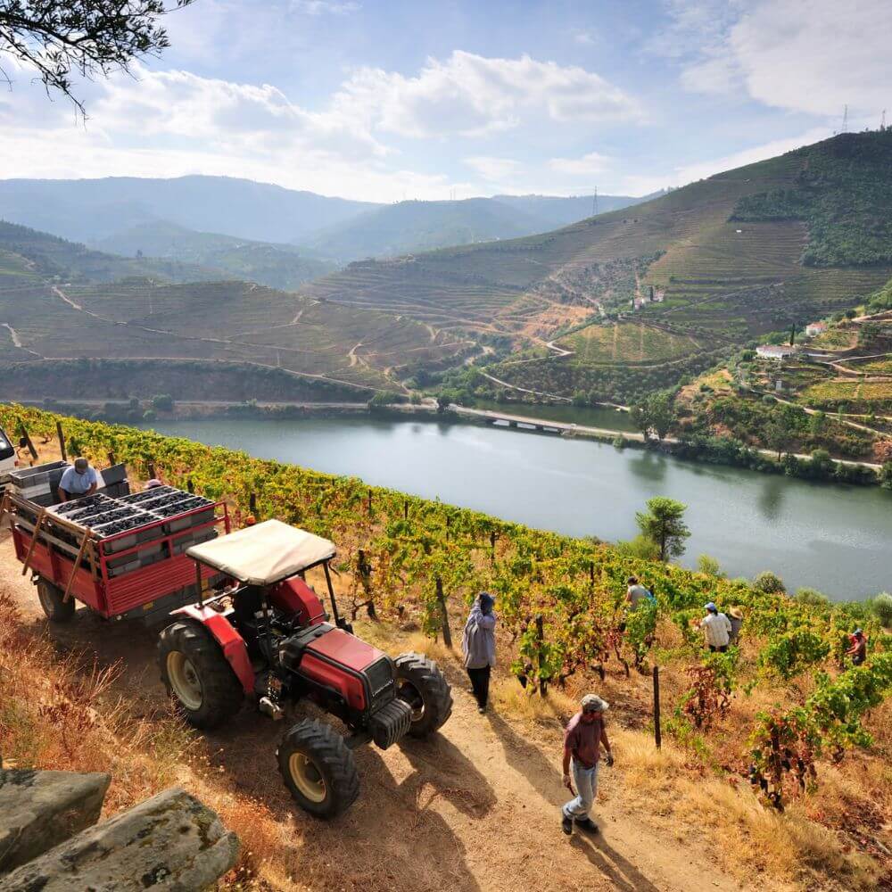 Caminho do Vinho: A Portuguese Wine Journey - Richmond Hill Thursday 8th Oct 2026