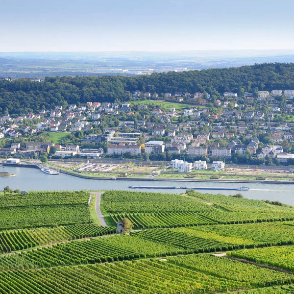 So you like .. Riesling? Wine Tasting Kew The Good Wine Shop