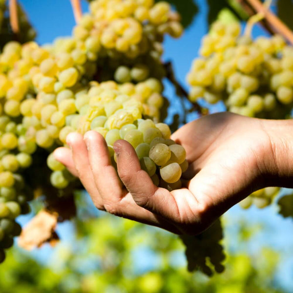 Aromatic Varietals of the World Wine Tasting Kew The Good Wine Shop