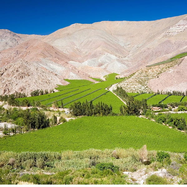 Both sides of the Andes Wine Tasting Teddington The Good Wine Shop