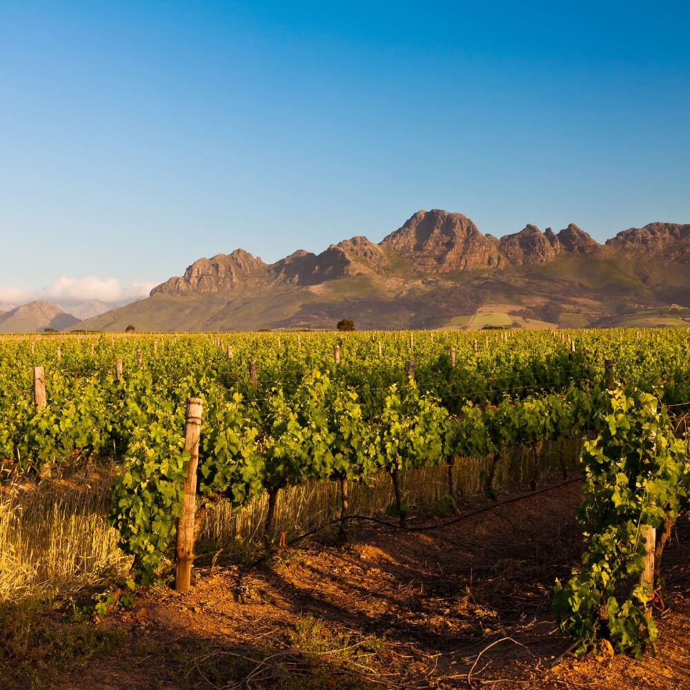 South Africa – 16th February – Richmond