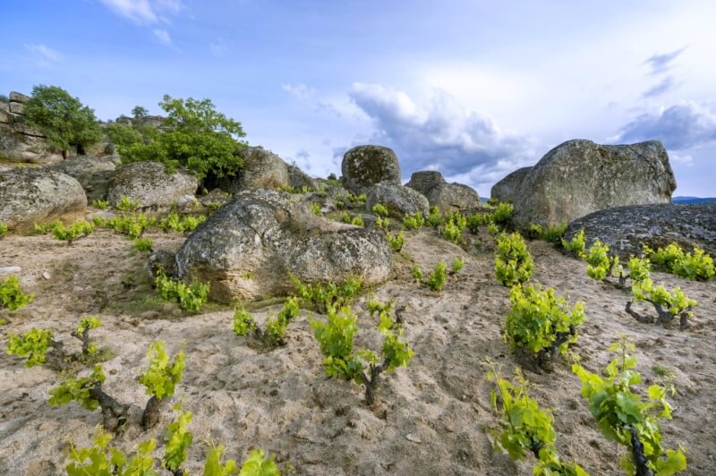 Under the Radar - Grenache