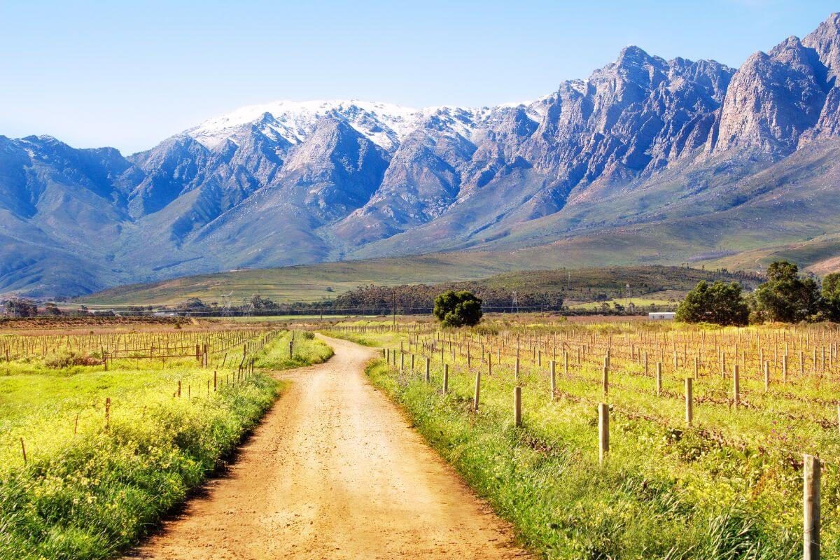 The Cape Crusaders: How South Africa’s Next ‘New Wave’ Is Bringing the Fire