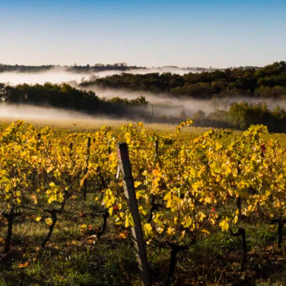 Cadillac Côtes de Bordeaux: The Bordeaux You’ve Probably Overlooked (But Really Shouldn’t)