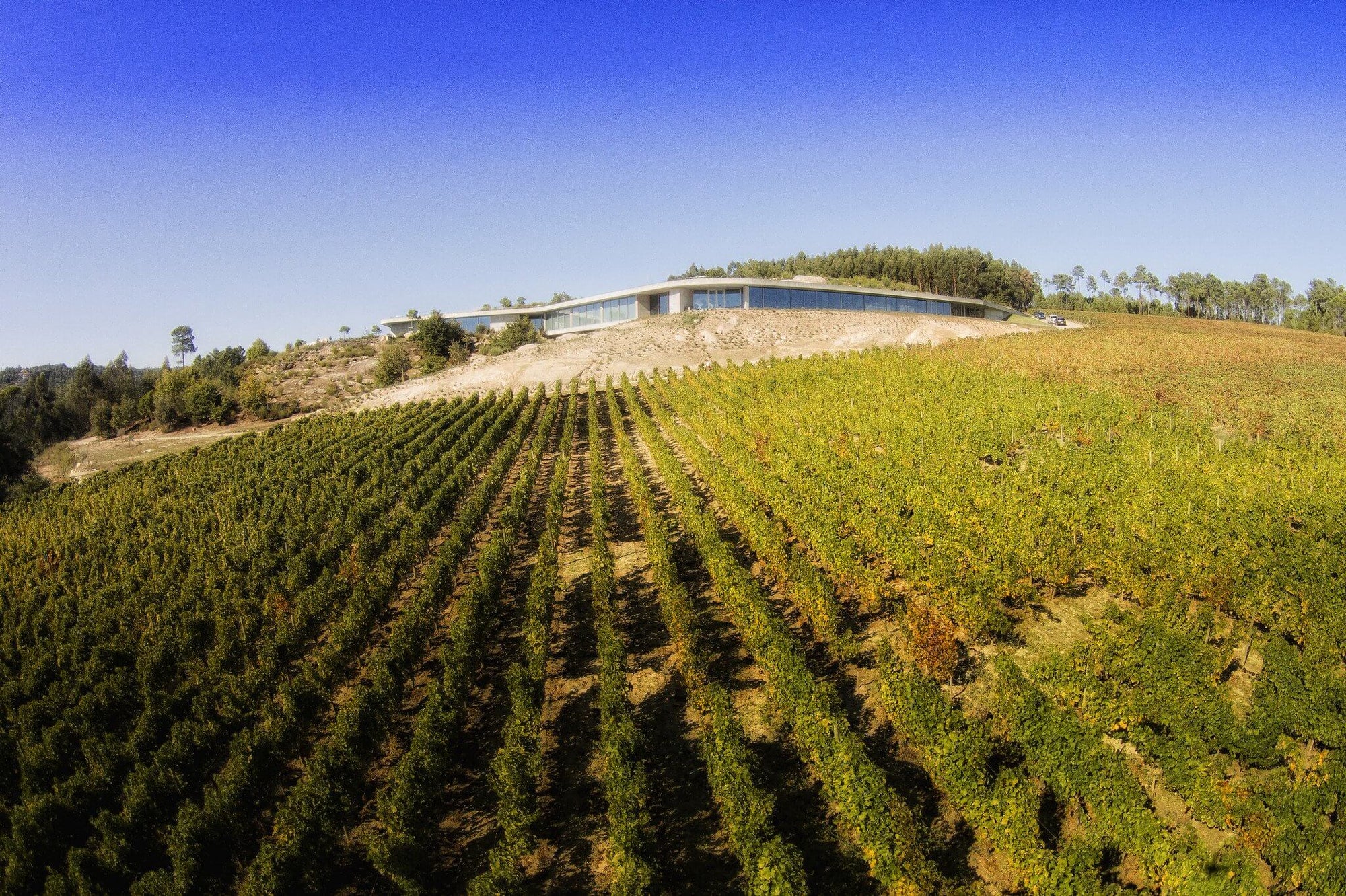 Friere Lobo: Organic Wines from Portugal’s Wild Dão Highlands