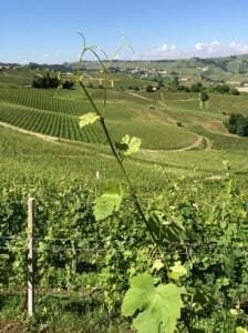 Piemonte pleasures