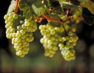 The charms of Chardonnay