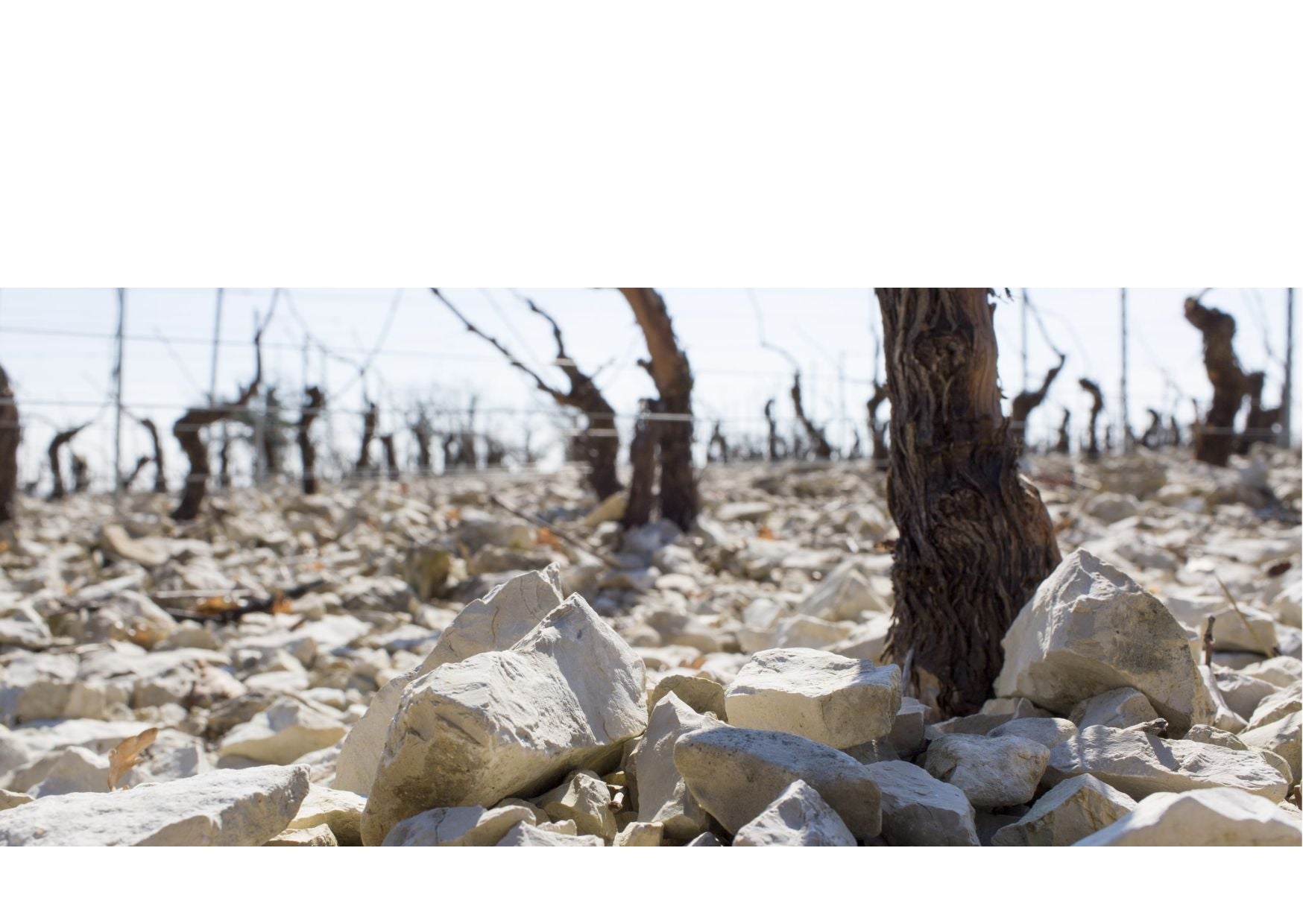 Chablis