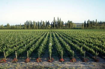 Bodega del Rio Elorza