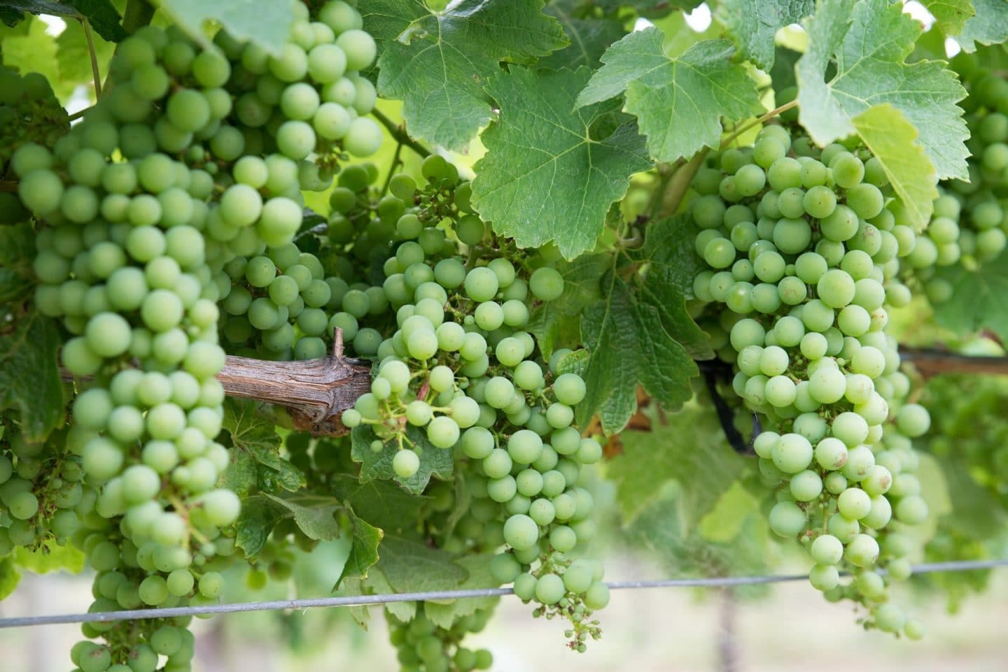 Chardonnay