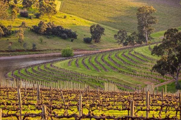 Hickinbotham Clarendon Vineyard The Good Wine Shop