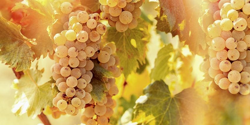 Riesling grape discount