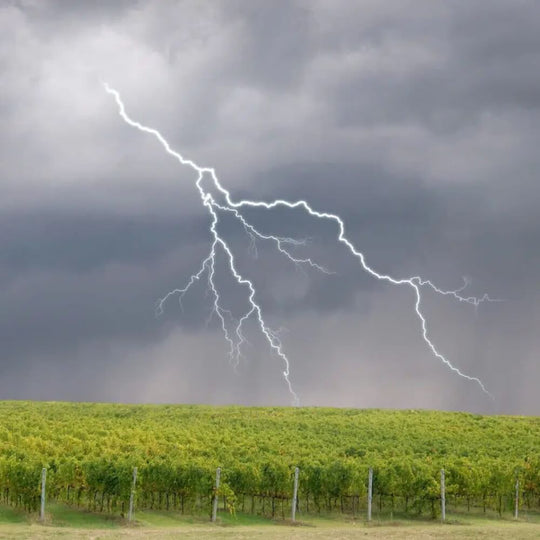 Australian Wine - The thunder from Down Under - Teddington Wednesday 1st May