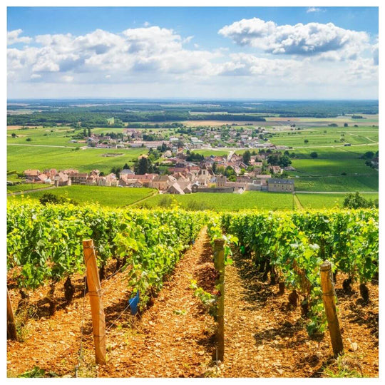 Burgundy - North to South – Chiswick Thursday 8th May