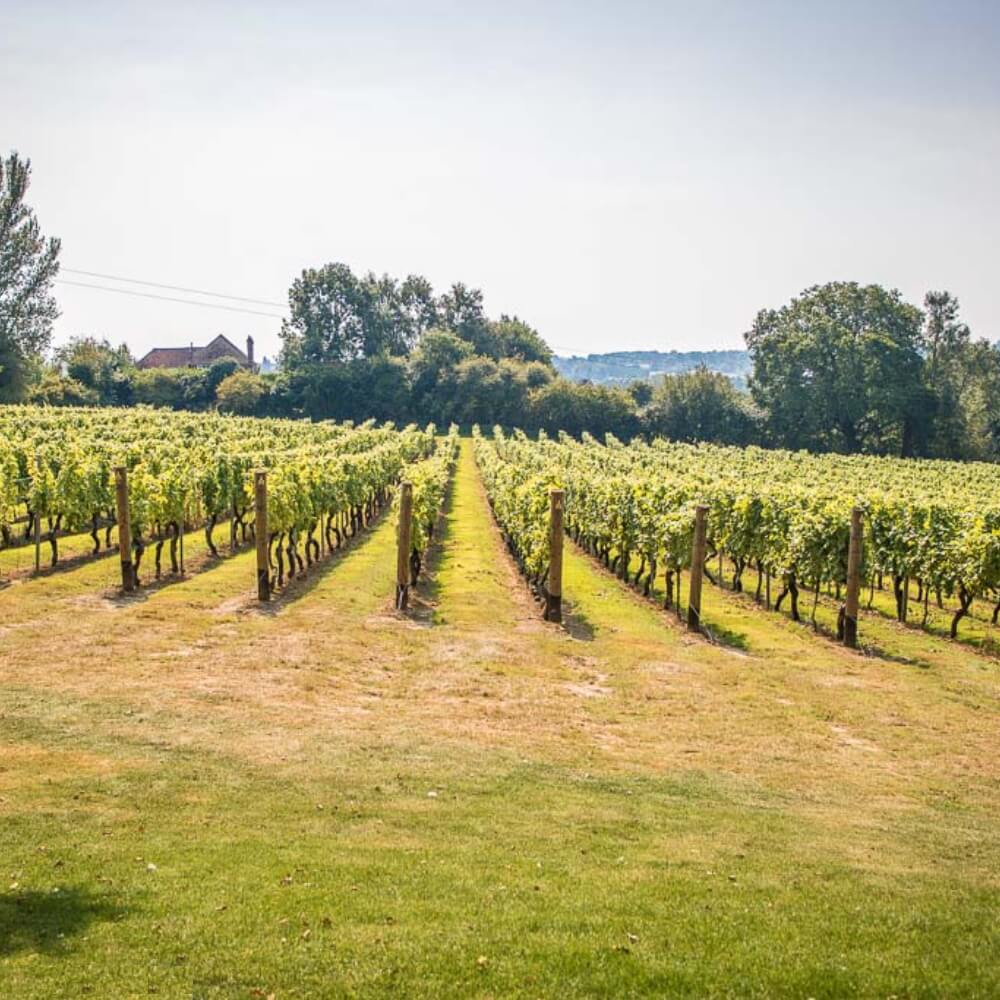 Champagne vs English Sparkling Wine Tasting Richmond The Good