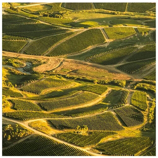 Discover Uruguay Wine Dinner with Amanda Barnes – Wednesday 2nd October 2024