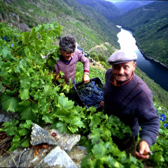 Extreme Winemaking – Chiswick Thursday 16th May