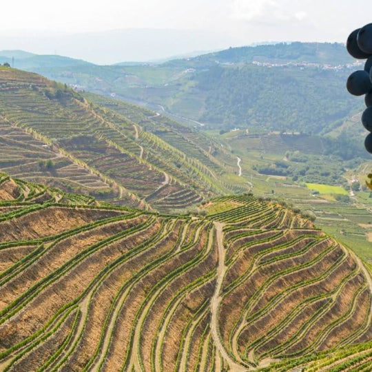 Fabulous Portugal - Teddington Thursday 13th June