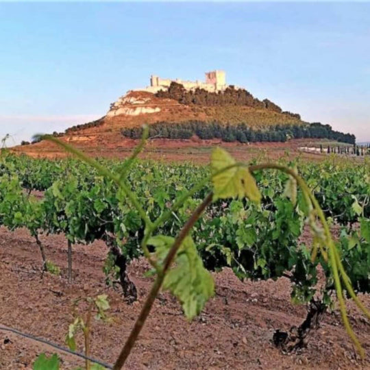 Fine Wine Encounter: Ribera del Duero – Richmond Thursday 18th April
