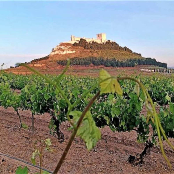 Fine Wine Encounter: Ribera del Duero – Richmond Thursday 18th April