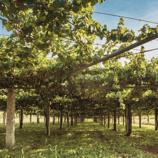 Galicia Tasting – Richmond