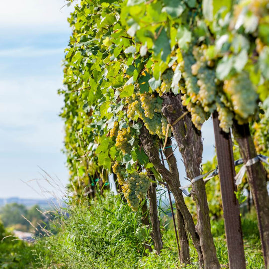 Germany, Austria and beyond – 14th September – Richmond