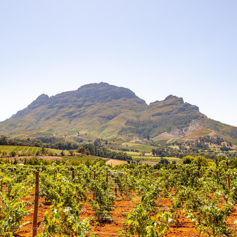 Great Wine Stories - South Africa- Kew