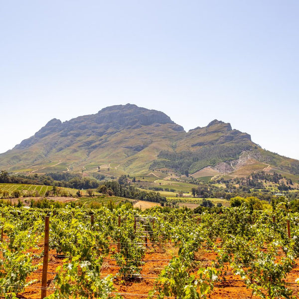 12.10 Great Wine Stories - South Africa- Kew