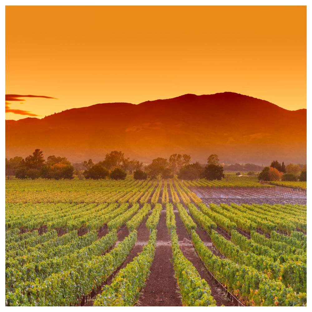Napa &amp; Beyond: The Great Wines of California – St Margarets Wednesday 4th June