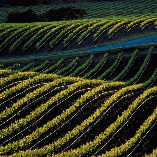 Off the beaten track – Chiswick