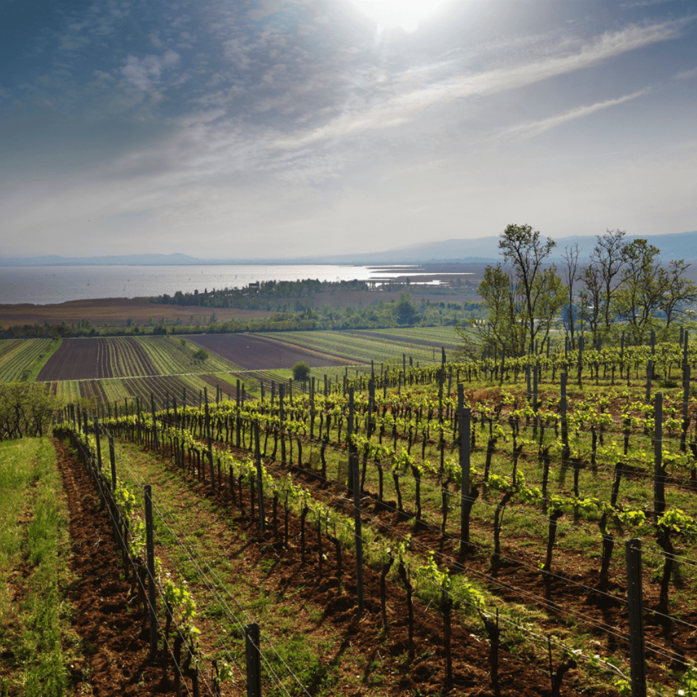 Winemaker Dinner with Markus Lentsch – 16th May 2024