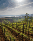 Winemaker Dinner with Markus Lentsch – 16th May 2024