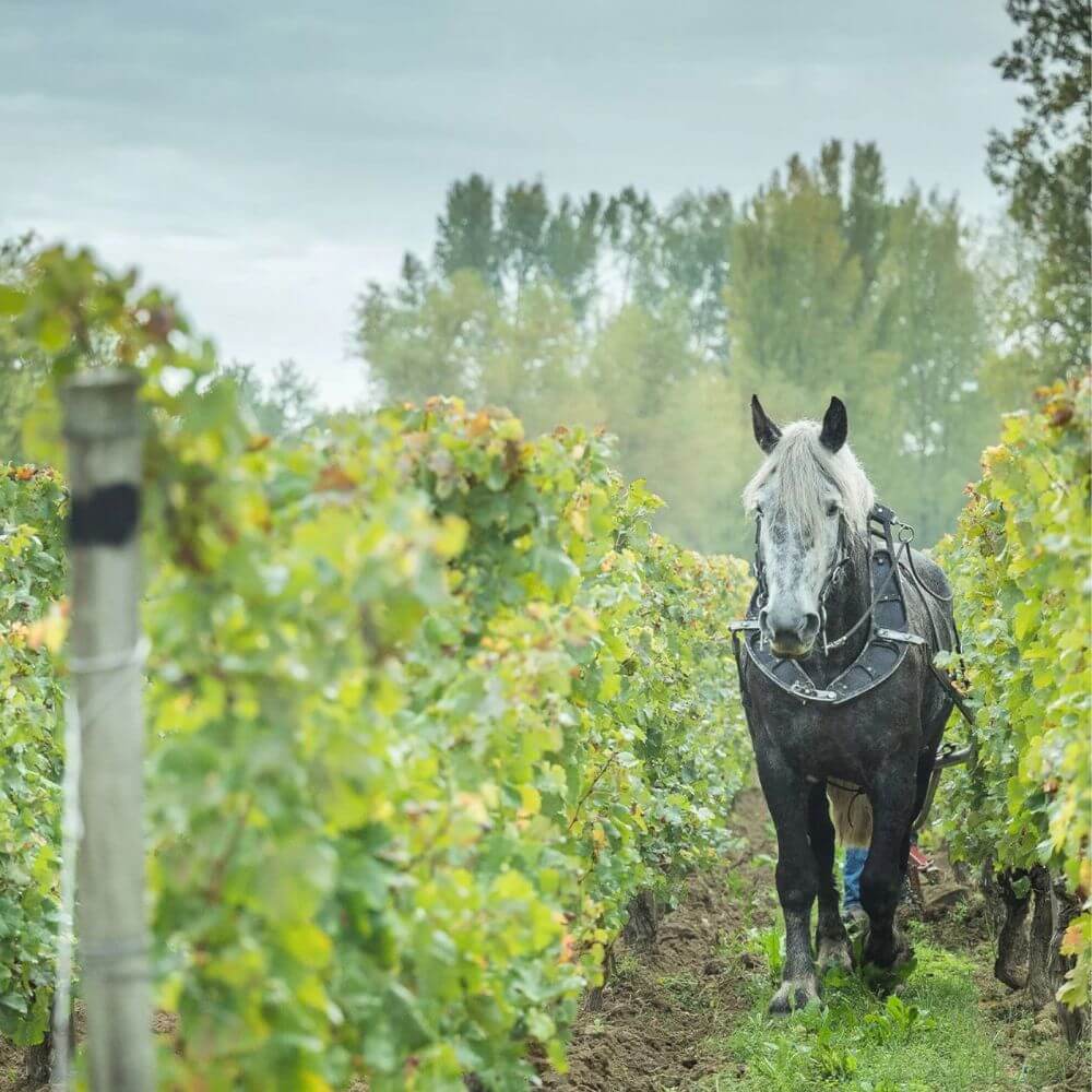 Grower Champagne Spotlight - Richmond Hill Thursday 26th Nov 2026