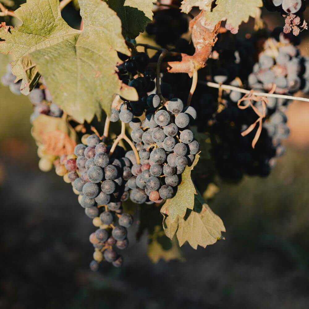 Bordeaux Vs The World - Chiswick Thursday 22nd Oct 2026