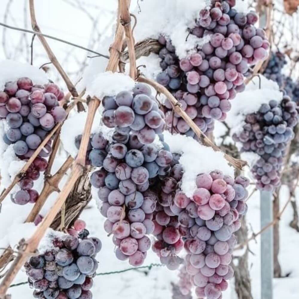Frozen Terroirs - A Tasting of Cool-Climate Wines - Kew Thursday 8th Oct 2026