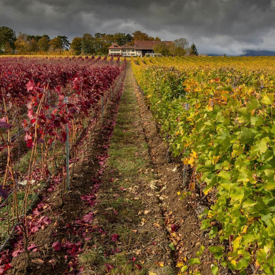 Flair vs. Precision: Burgundy & Germany Face-Off - Richmond Hill Thursday 12th Nov 2026