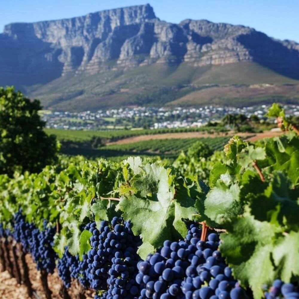 Cruise Through The Cape, South African Wines - St Margarets Thursday 26th Nov 2026
