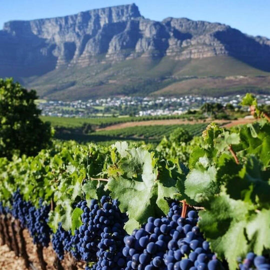 Cruise Through The Cape, South African Wines - St Margarets Thursday 26th Nov 2026